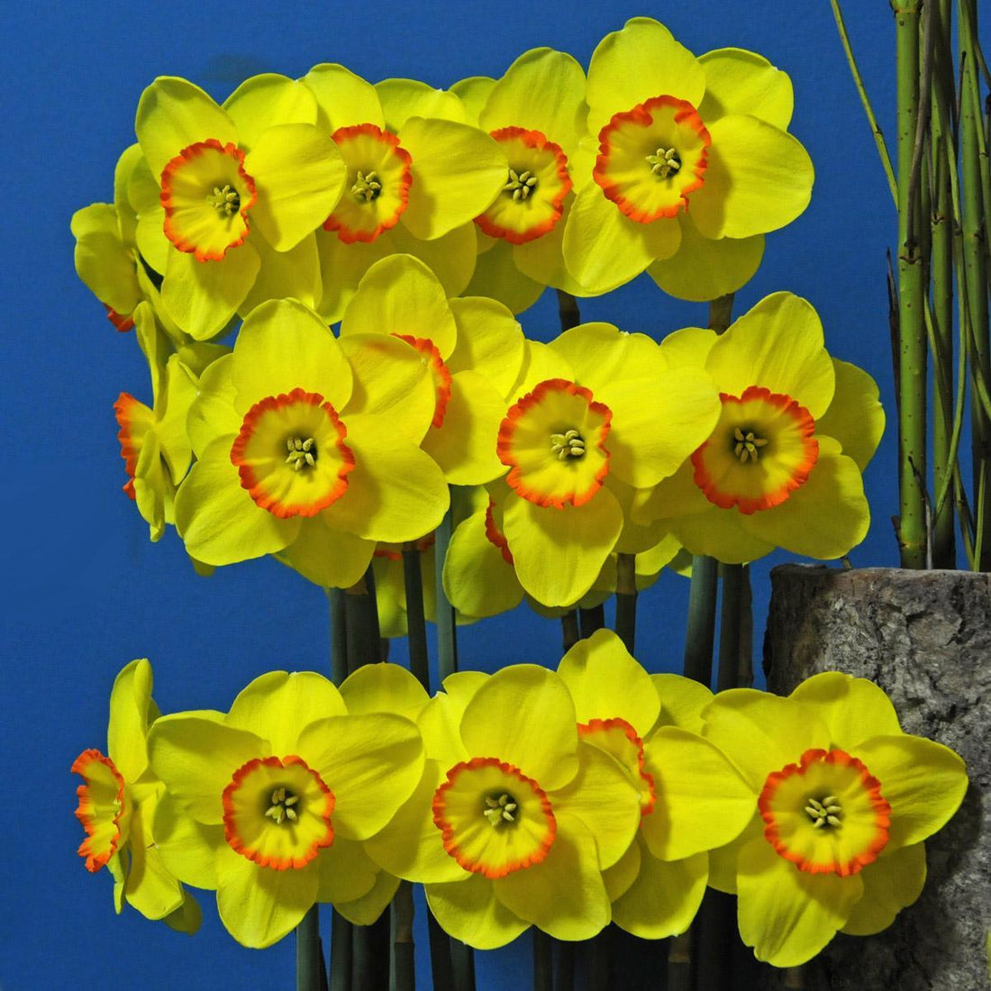 Es gibt Showpferde und es gibt Arbeitspferde