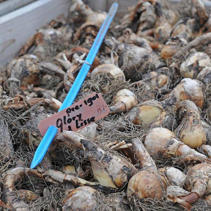 Die Narzisse ist eine ideale Staude!