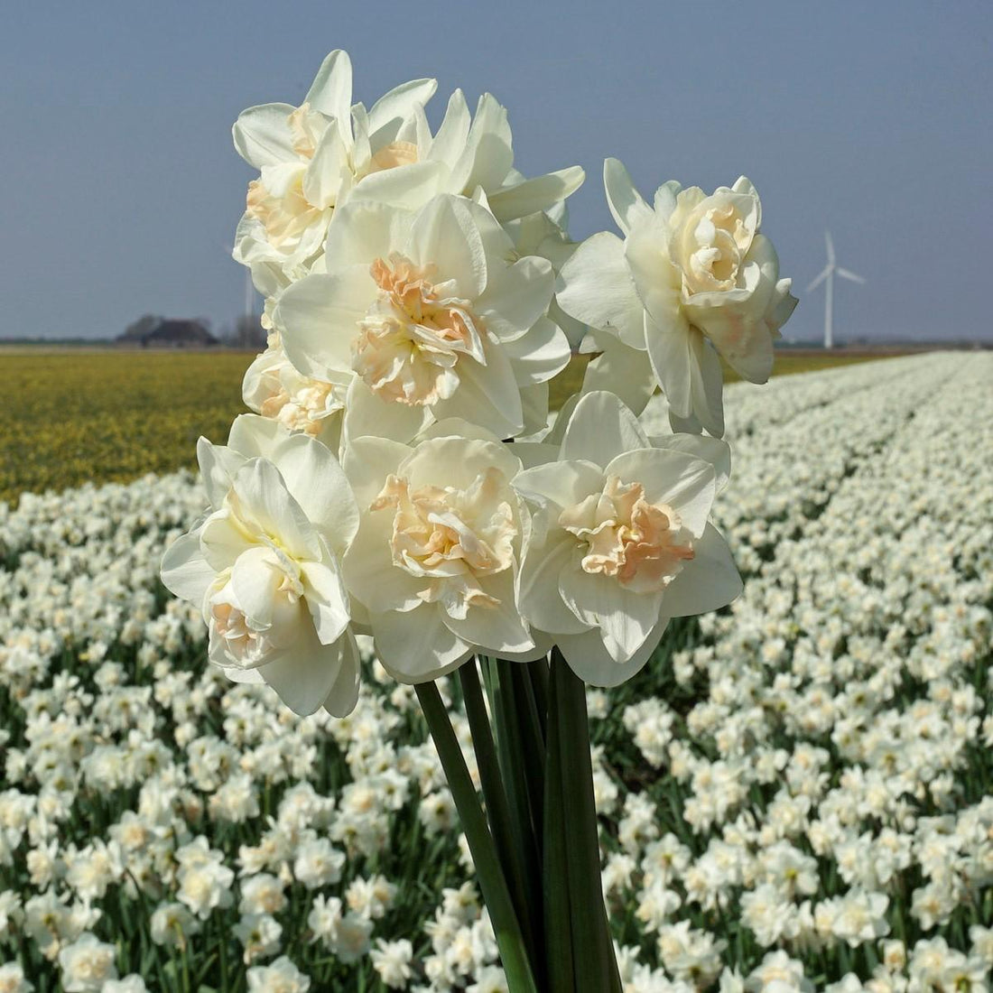 Frühjahr: Der Garten kommt in Fahrt, genießen wie ihn in vollen Zügen