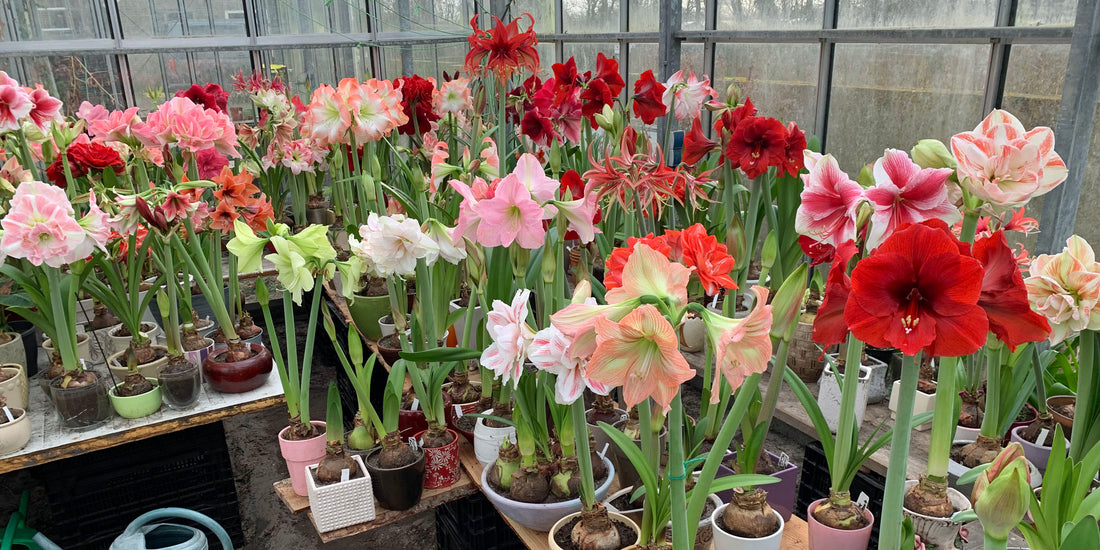 Tataaa, wir haben einen neuen Webshop.