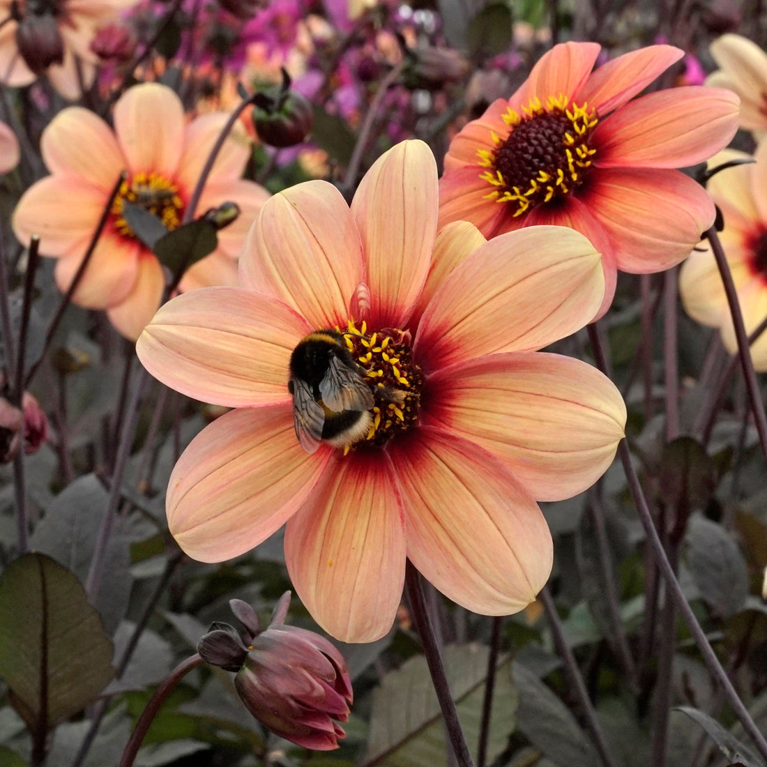 Die G7 tagen nächsten Sommer in Ihrem Garten