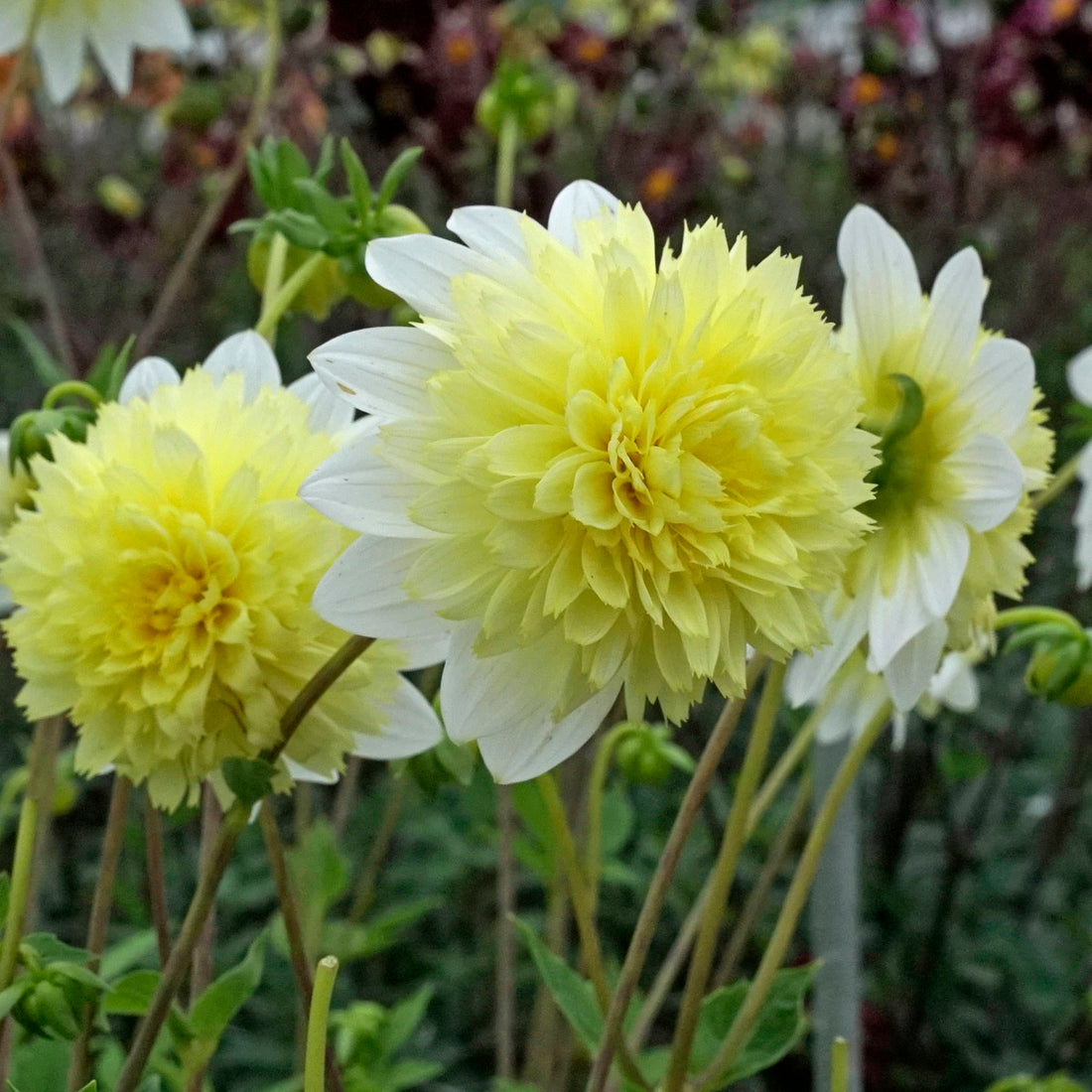 Diese Woche gibt es keinen Newsletter