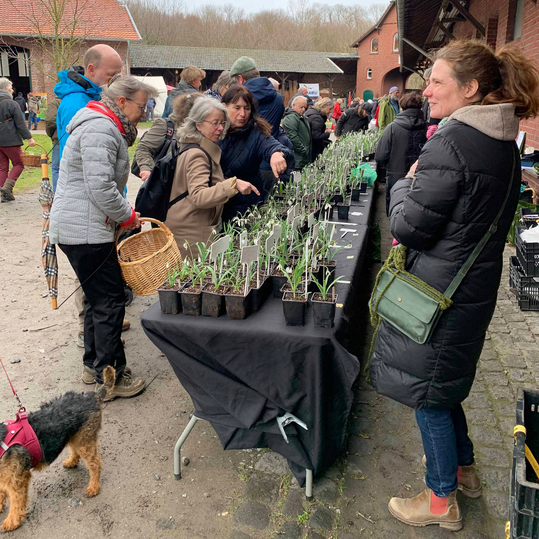 Die Schneeglöckchen läuten