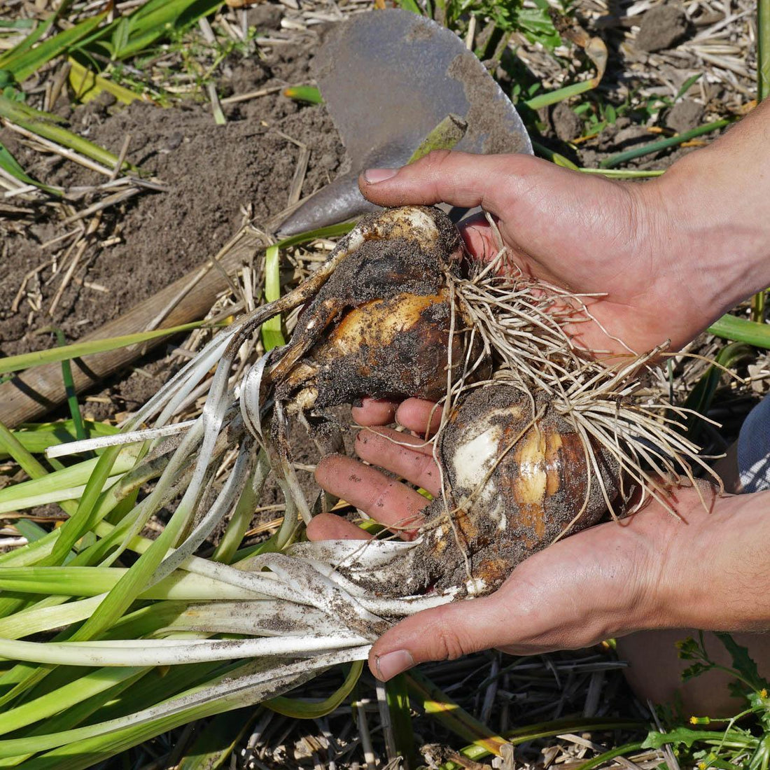 Die besten Blumenzwiebelchen