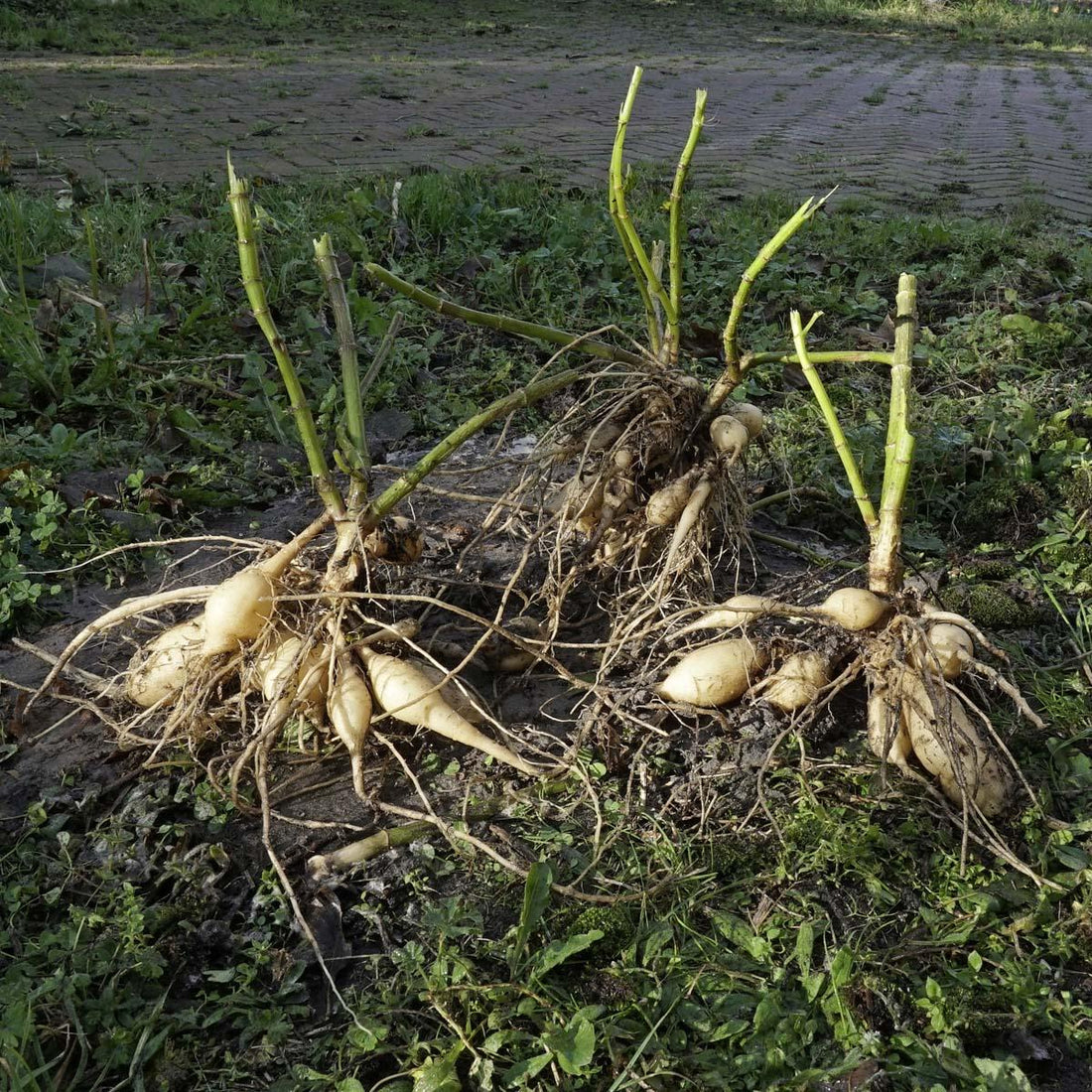 Dahlien überwintern