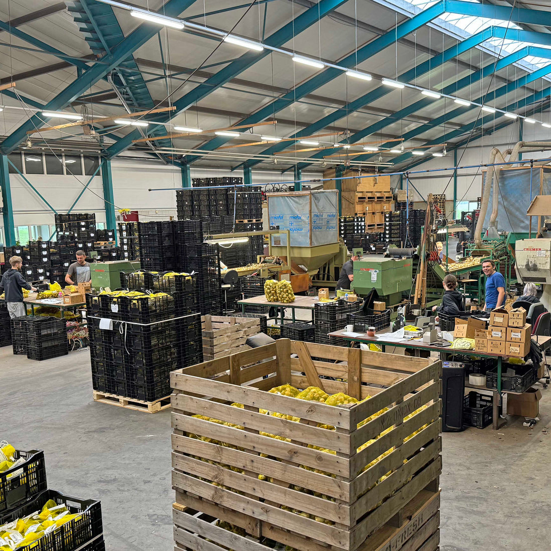 Blumenzwiebeln-Sortieren als “fast” Olympische Disziplin