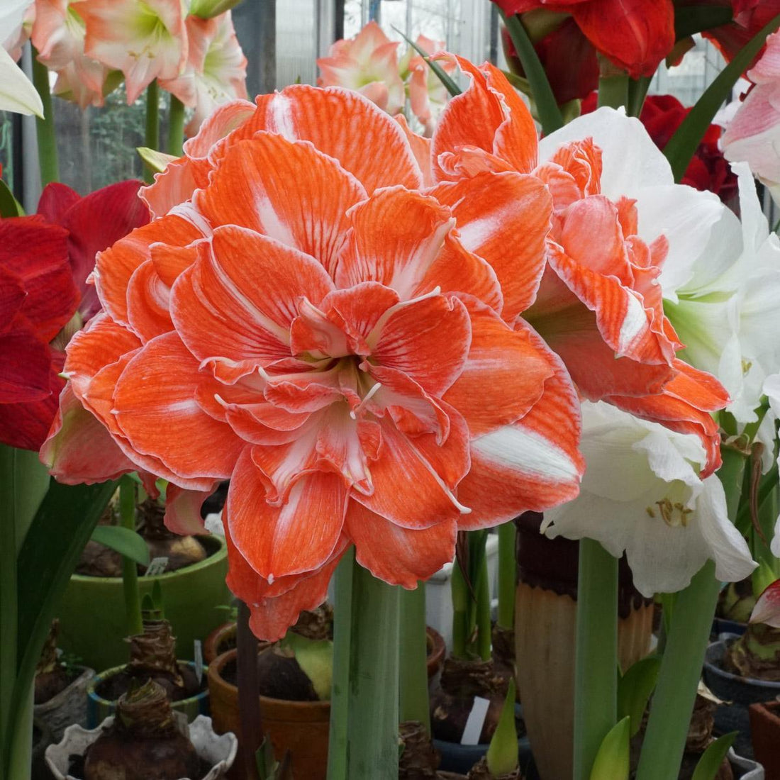 Ein Meter ist 2 Biere kürzer!