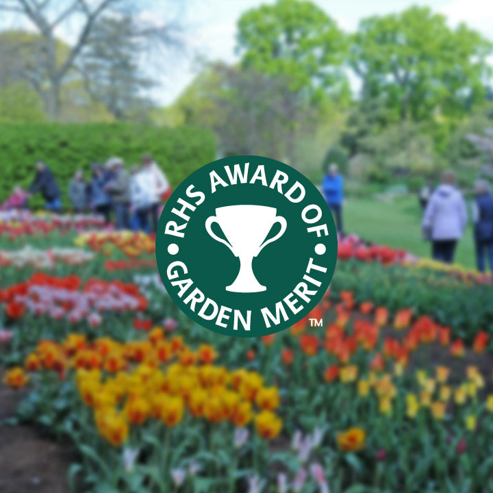 Diese Blumenzwiebeln sind die besten – mit AGM-Auszeichnung