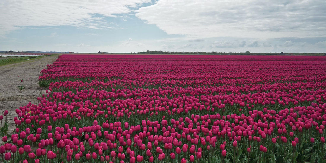 Dahlien sind nur noch ein paar Tage erhältlich