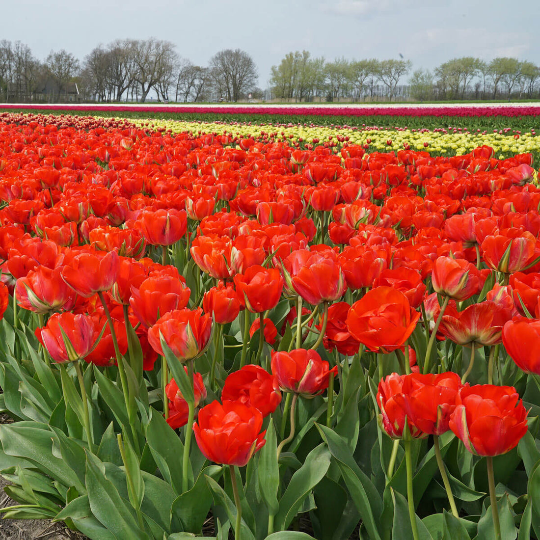 Das Pünktchen auf dem i