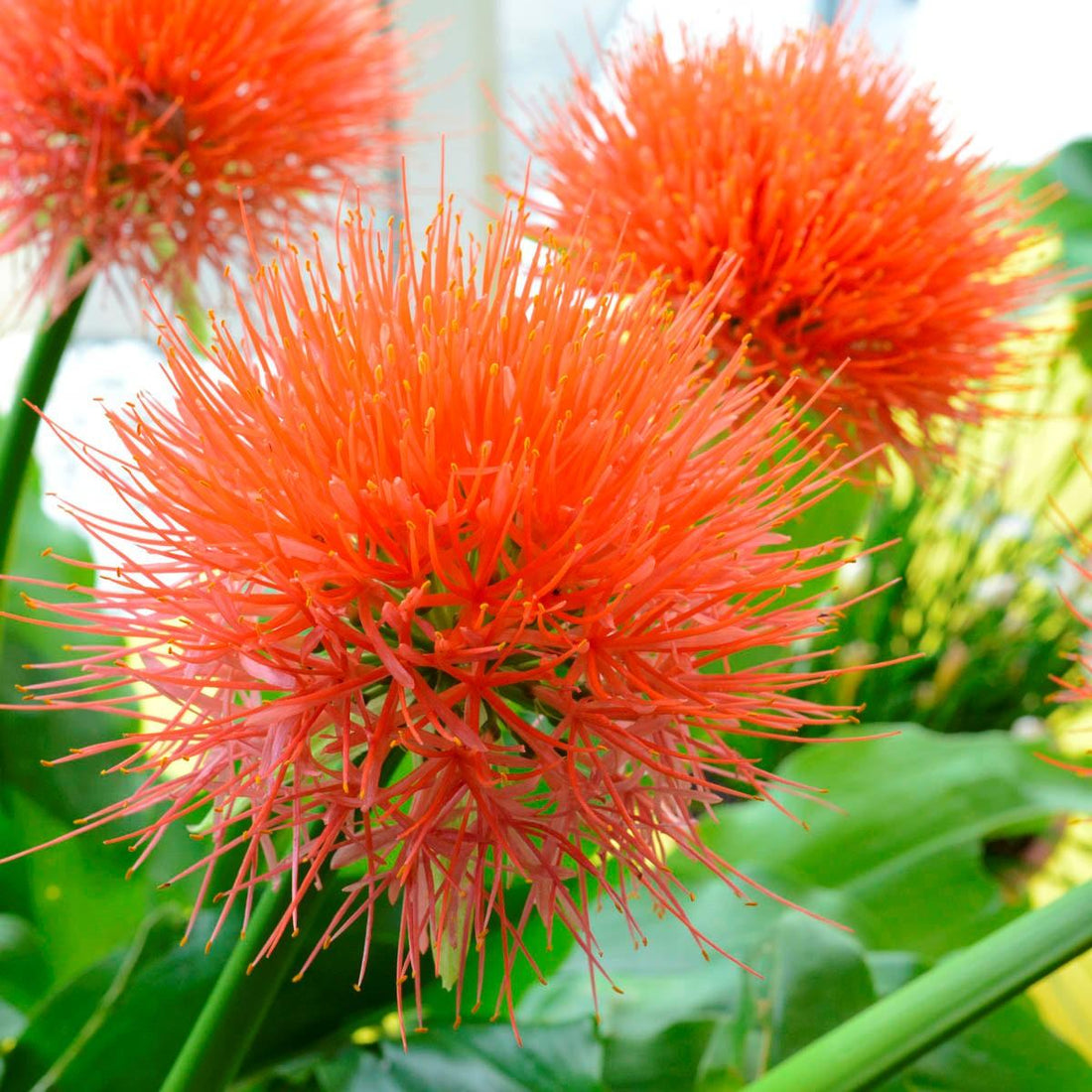 Neu: Die Scadoxus multiflorus Orange Wonder