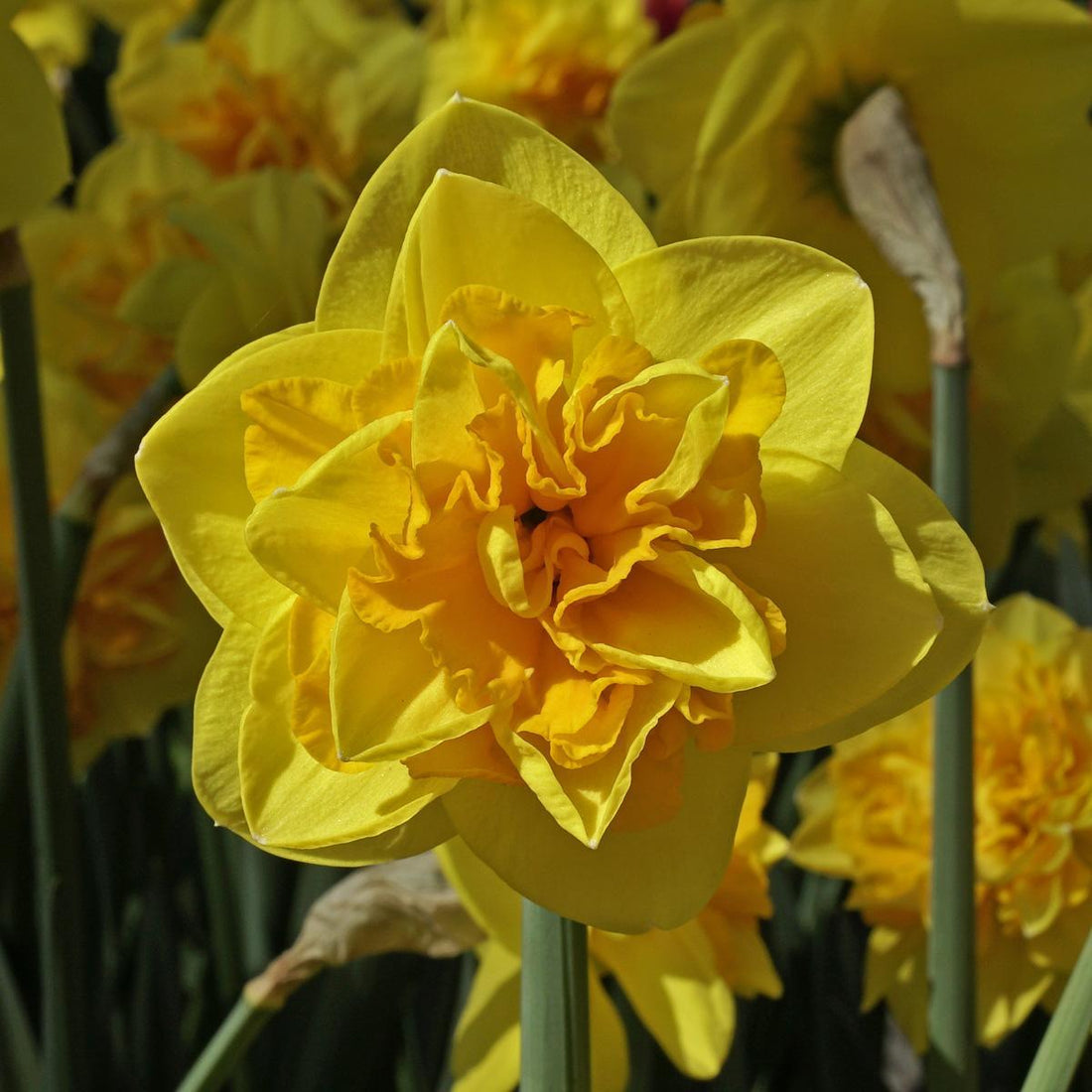 Meine drei Lieblings-Blumenzwiebeln