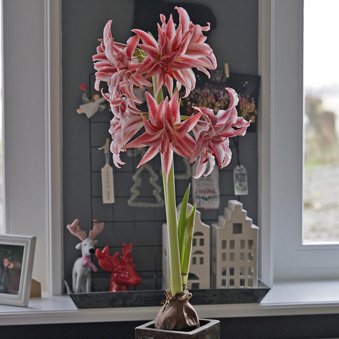 Bin ich froh, dass mein Mann kein Gärtner ist!