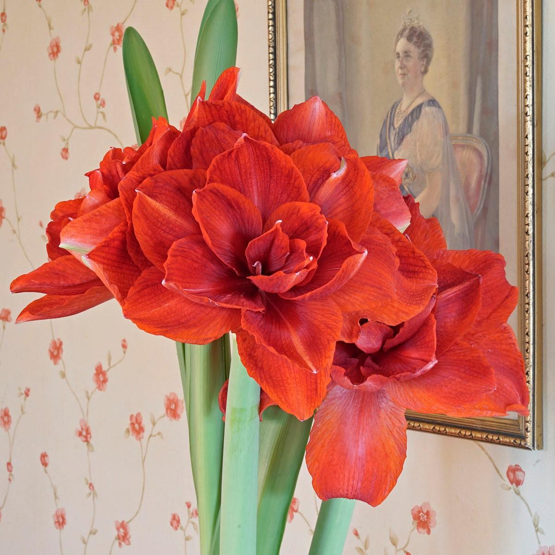 Amaryllis, die Winterkönigin unseres Blumenzwiebelsortiments