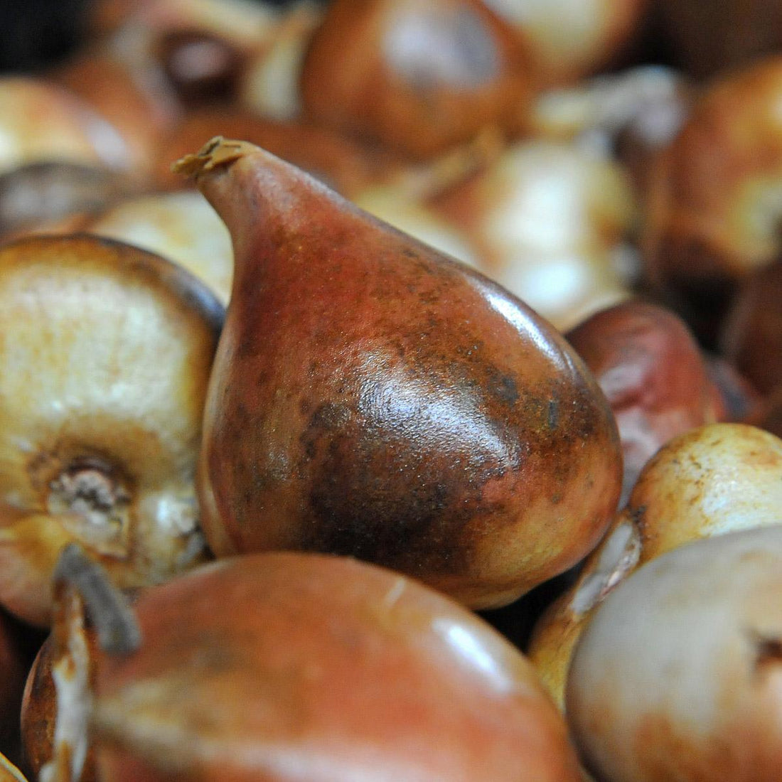 Schwangere Blumenzwiebeln