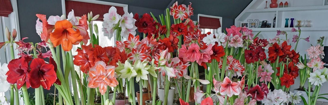 Die Amaryllis, Sie ist wieder bestellbar