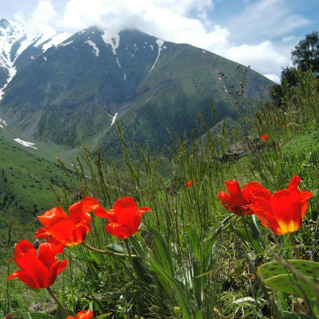 Die Tulpe als Staude