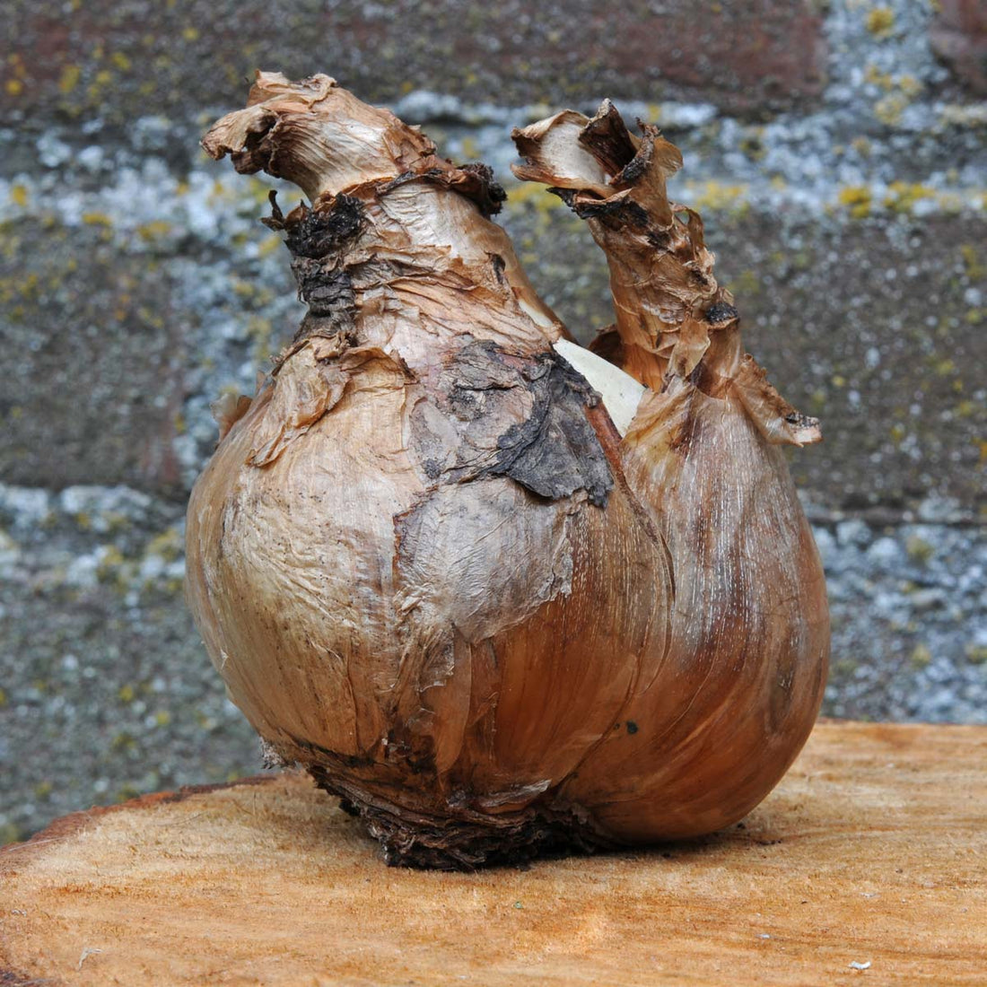 Blumenzwiebeln – das perfekte Geschenk!