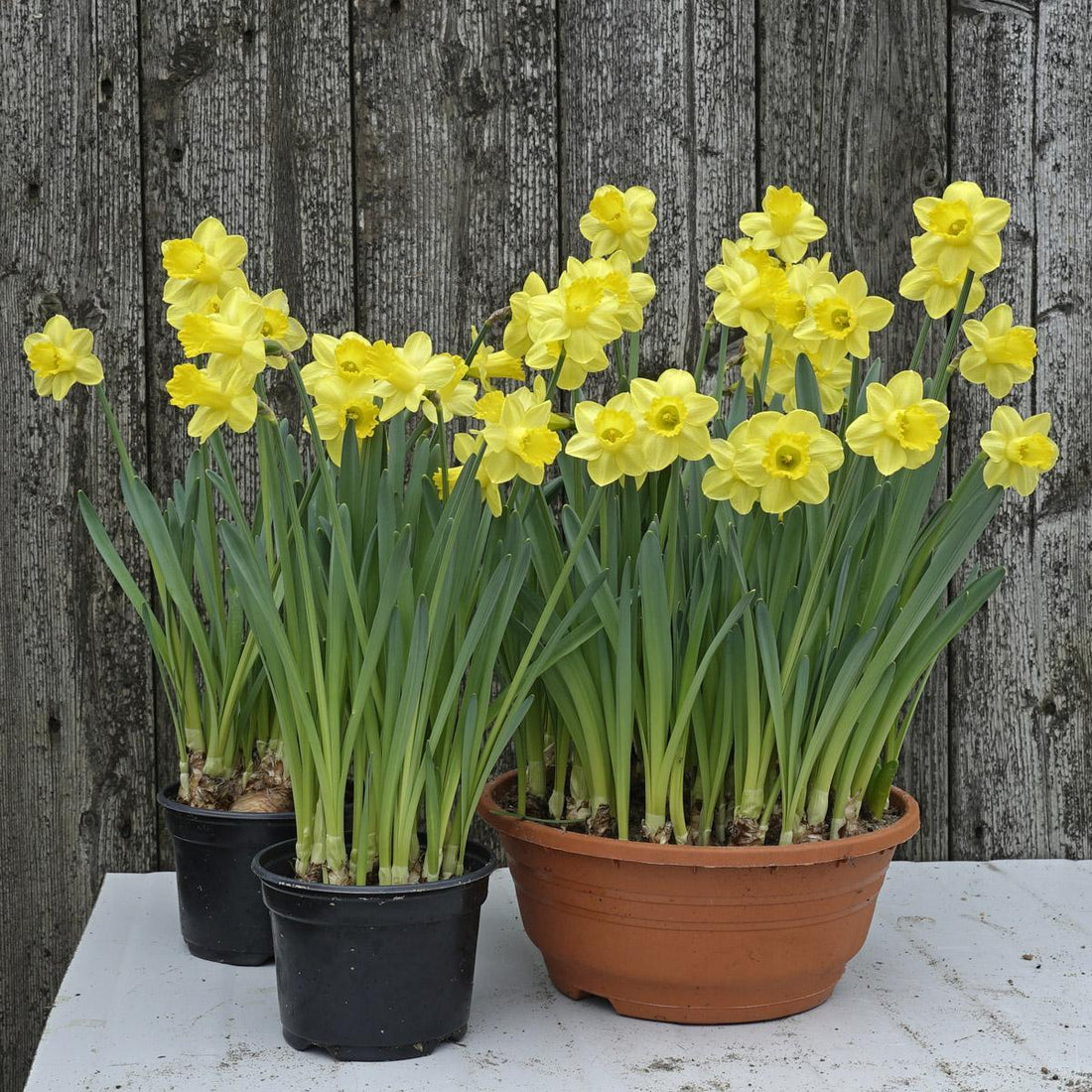 Das Treiben von Blumenzwiebeln