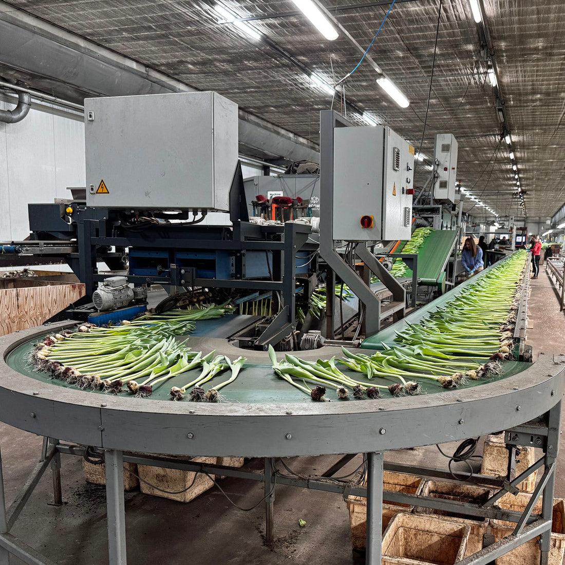 Rot macht Platz für Pink