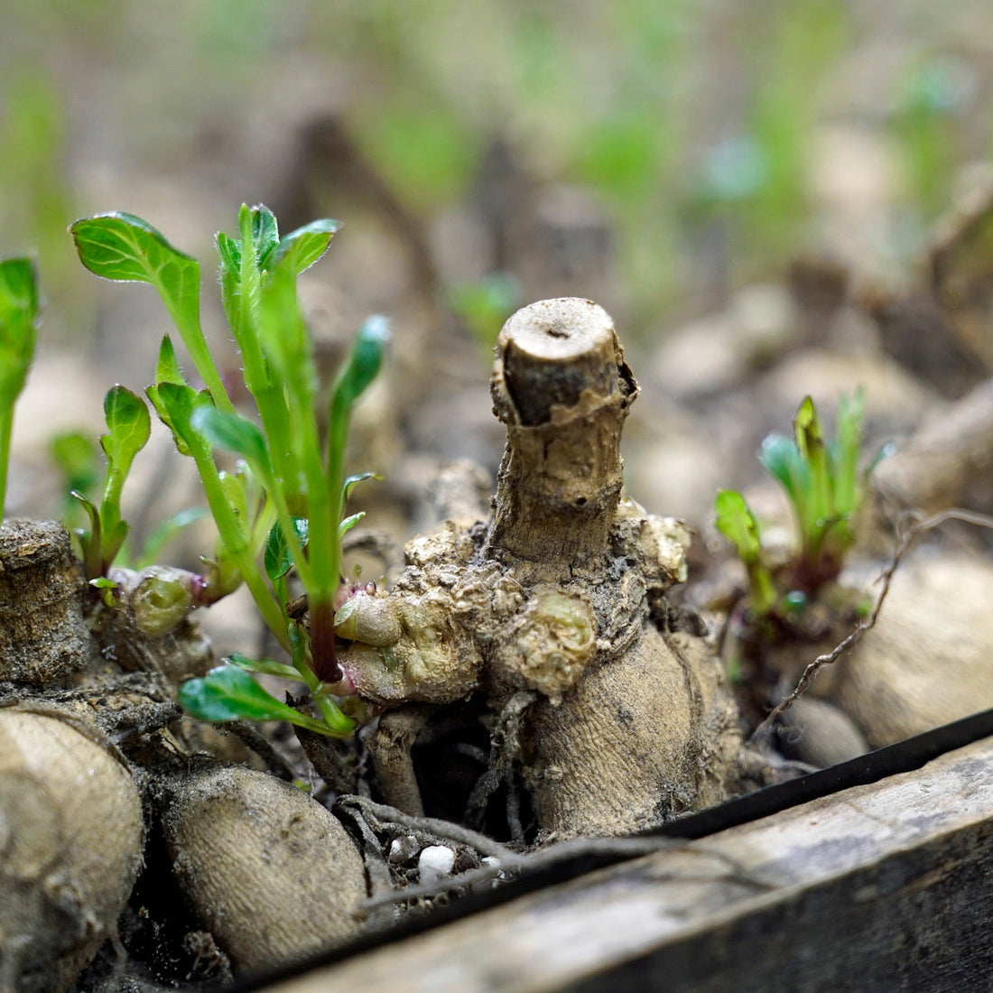 Dahlien-Vorbereitung