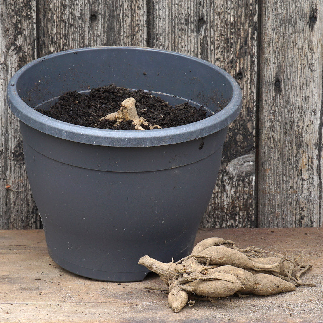 Dahlien und Narzissen