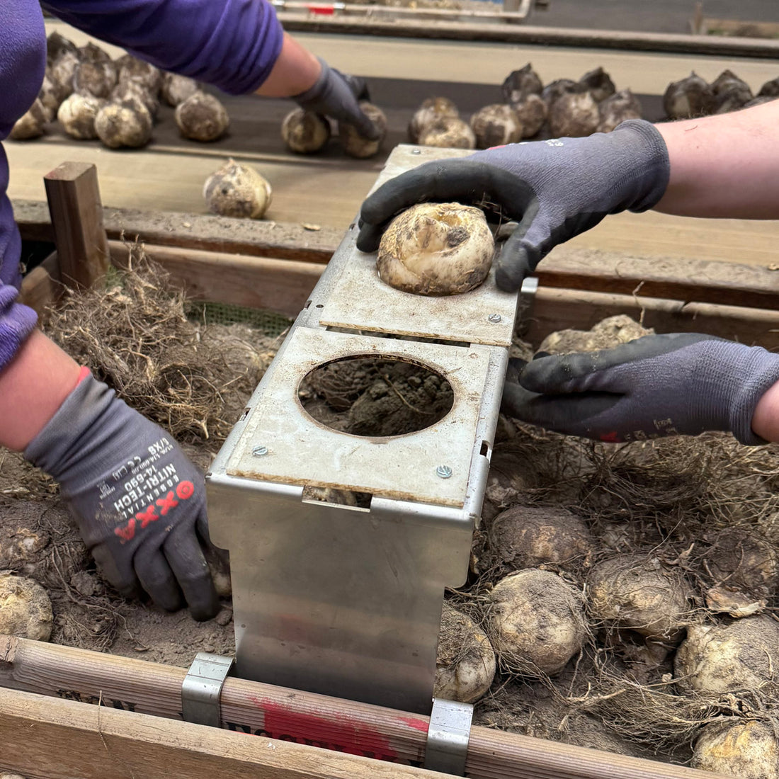 Die Fritten sind dick