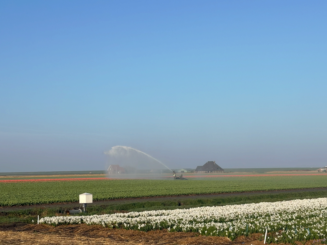 Blumenzwiebeln im Topf ziehen