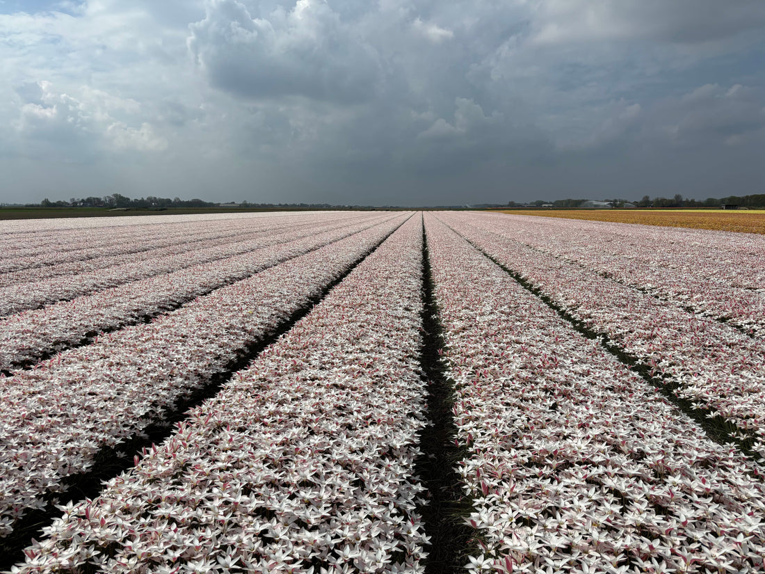 Unendliche Tulpenfelder