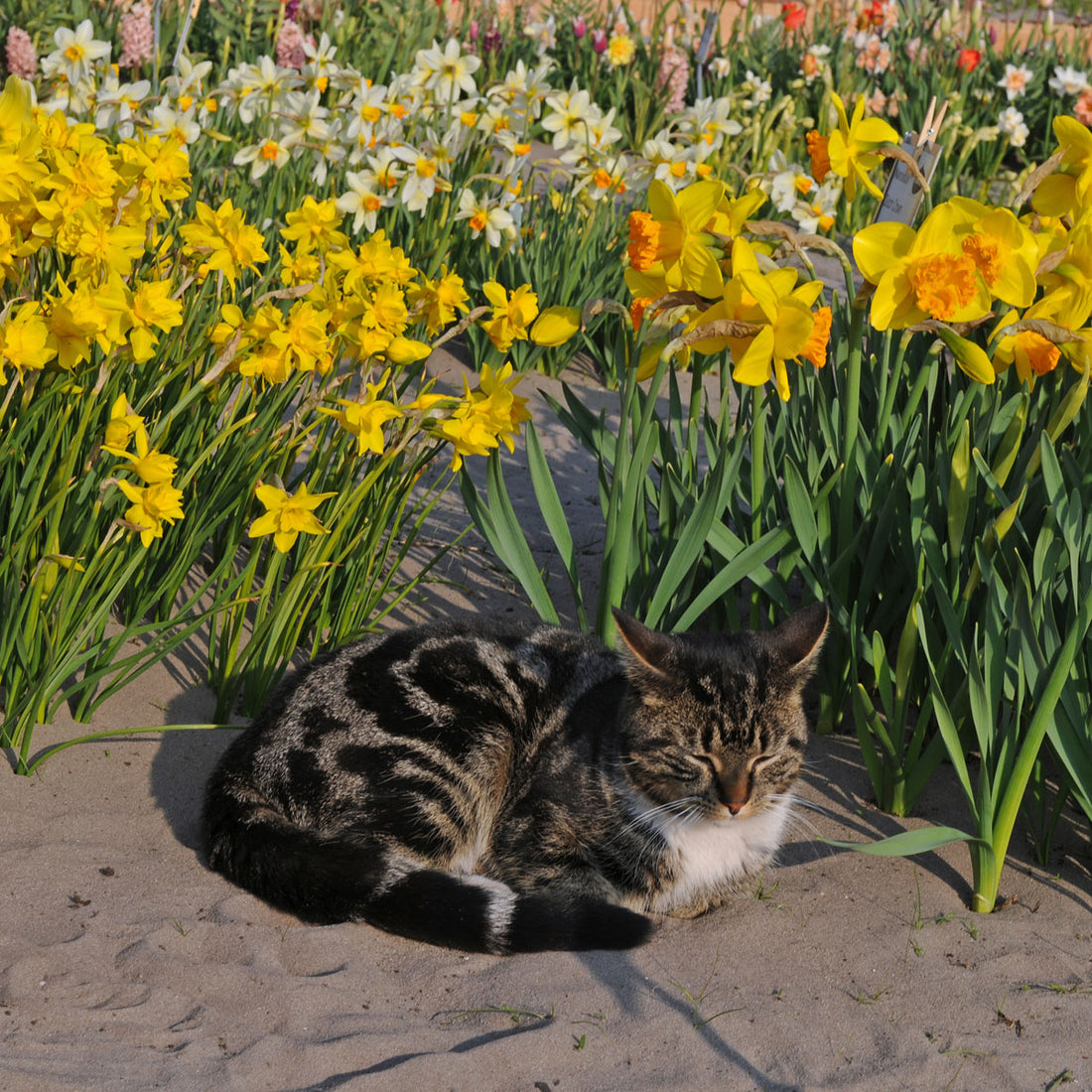 Ich werde Ihnen eine Lektion erteilen