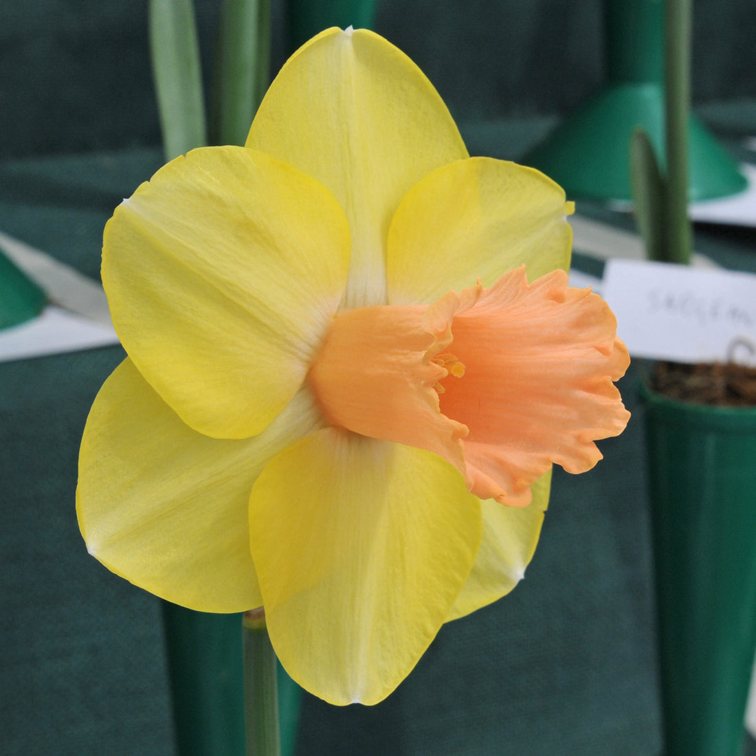 Dieser Traum geht nicht ganz in Erfüllung