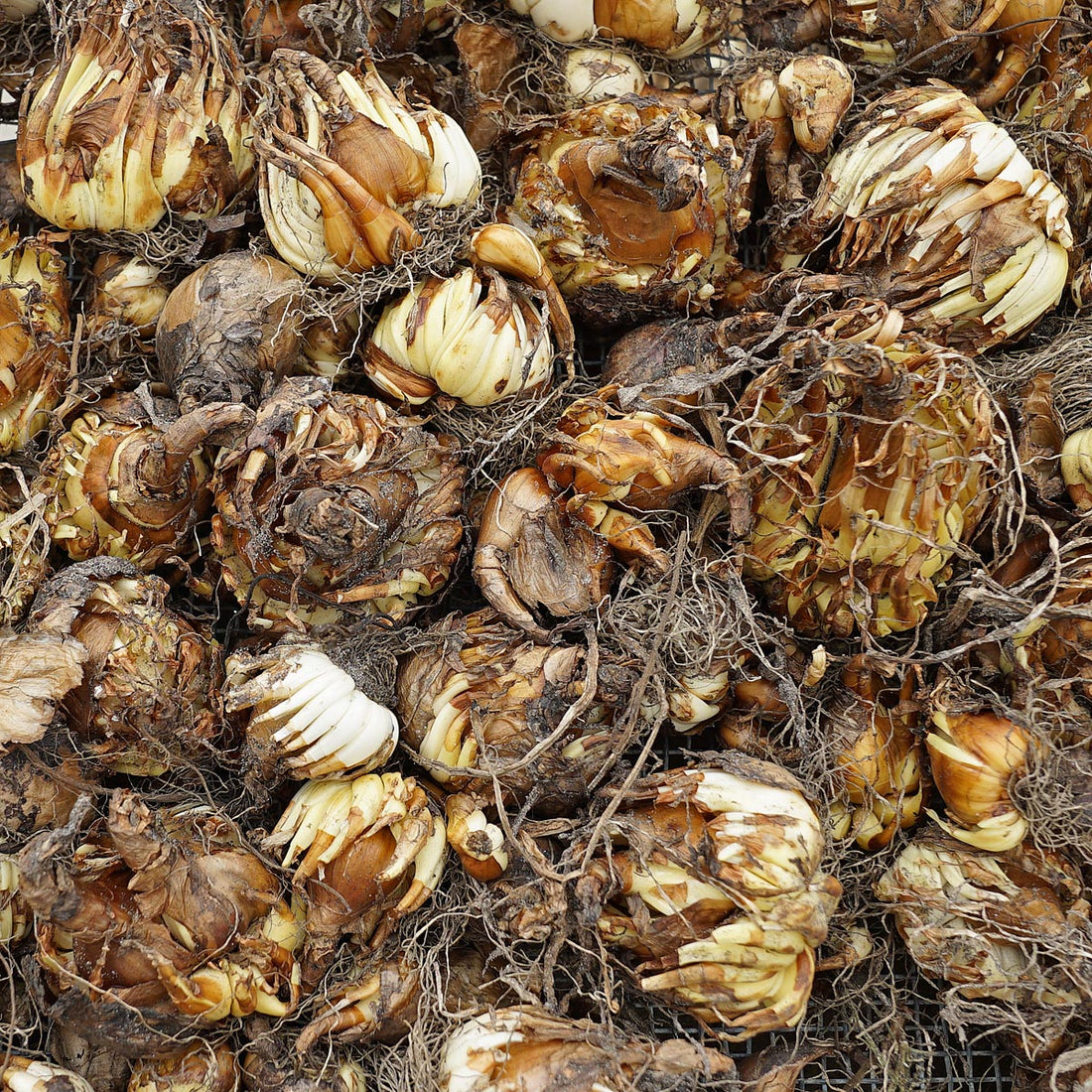 Sie ist wirklich die Beste!