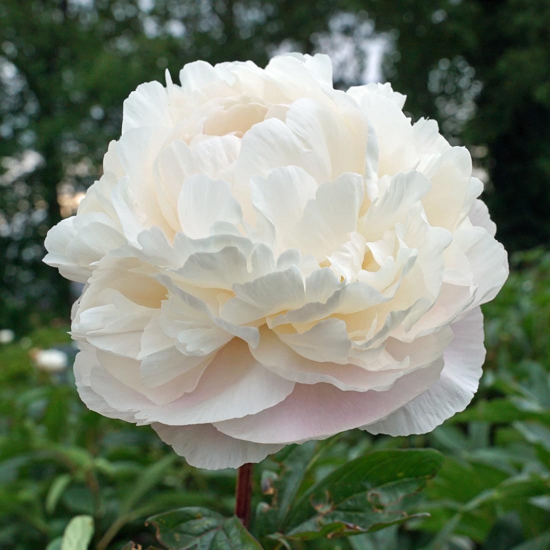 Die Party beginnt: unsere Pfingstrosen sind verfügbar!