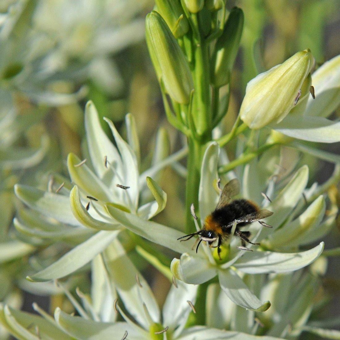 Biologische Blumenzwiebeln