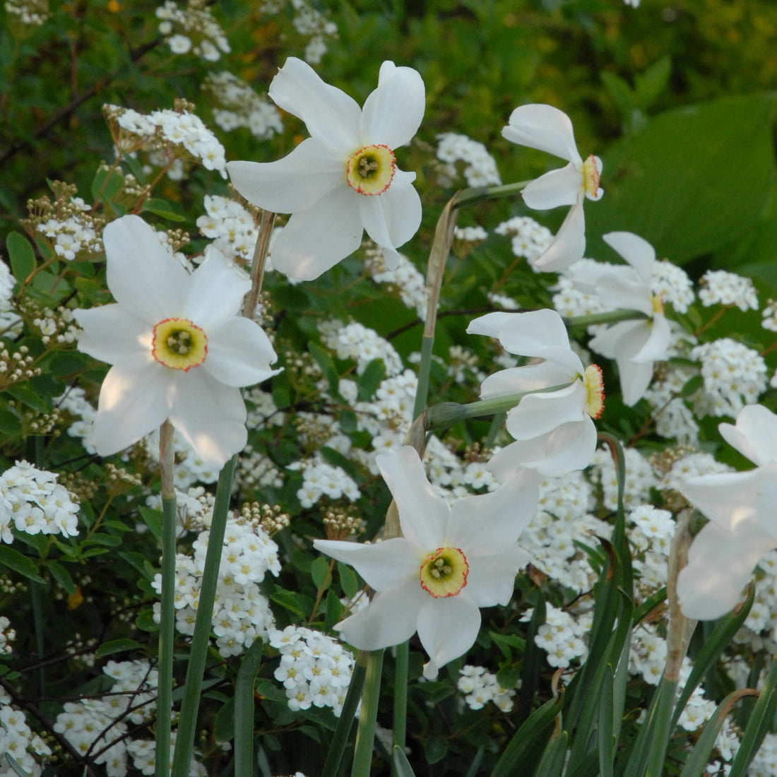 Manche Träume werden wahr