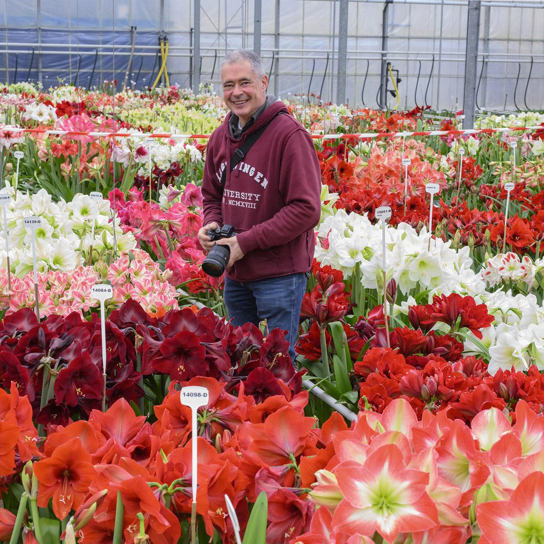 Amaryllis-Züchter