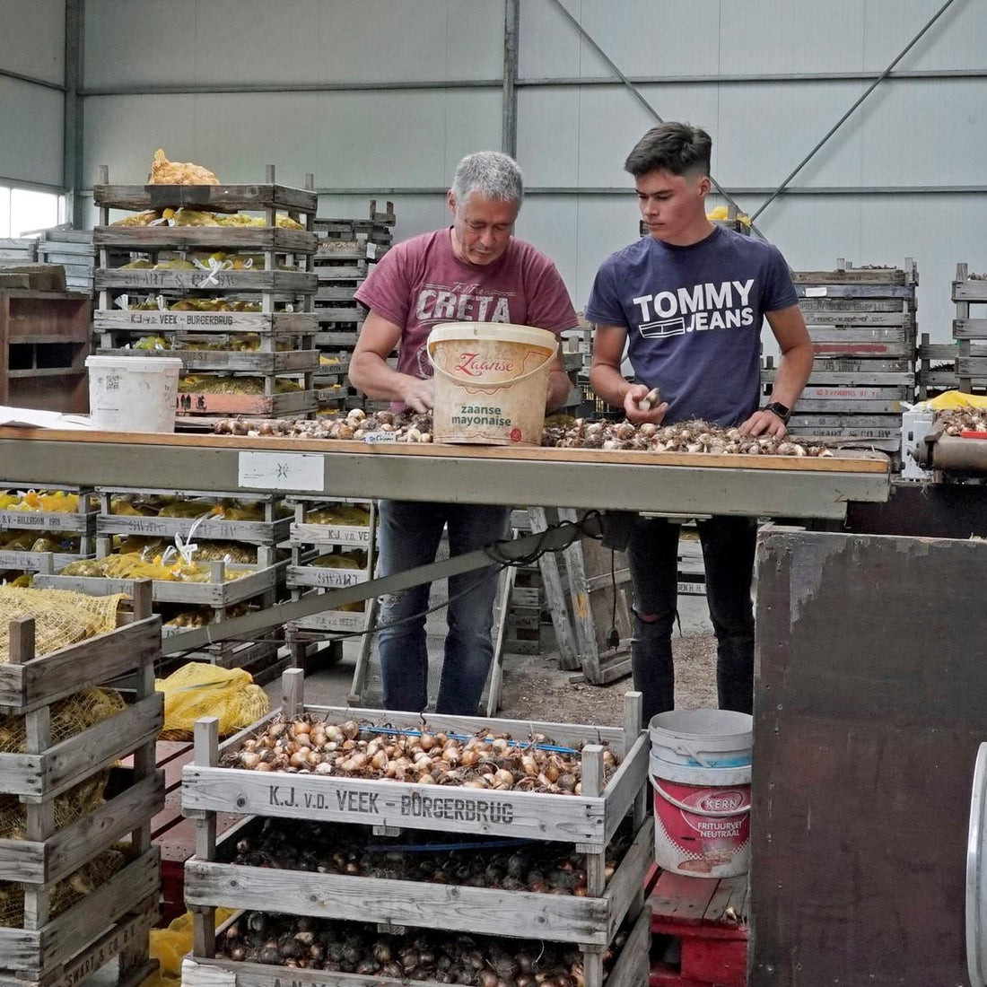 Sortieren und Schälen der Narzissenzwiebeln