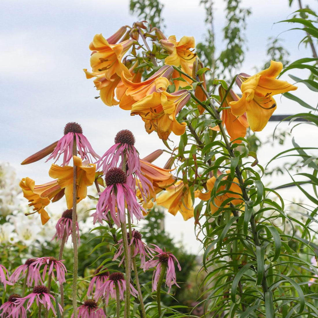 50 verschiedene Sorten Lilien