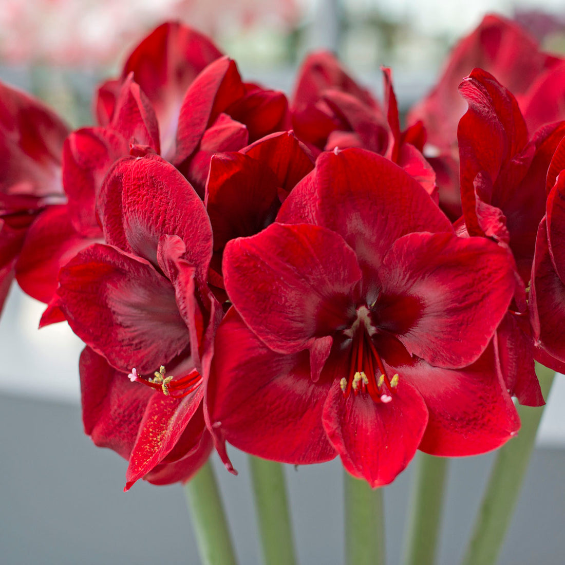 Amaryllis: Das perfekte Weihnachtsgeschenk