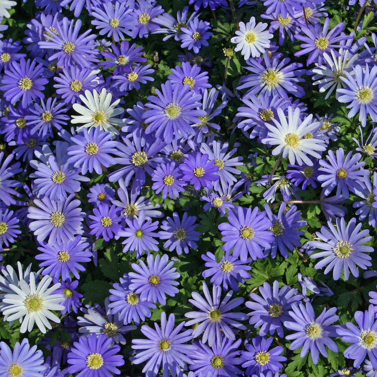 Anemone blanda