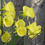 Bulbocodium Capella Gold