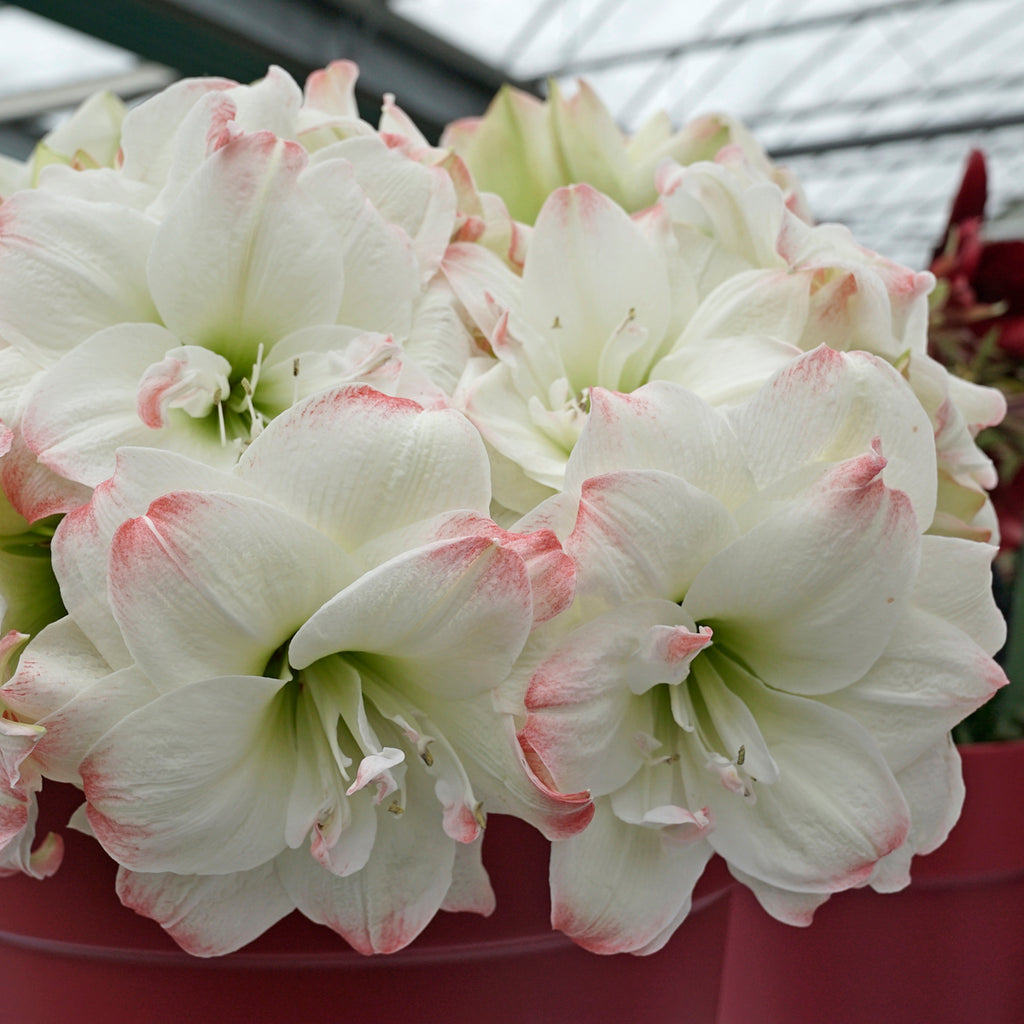 Amaryllis Candy Amadeus