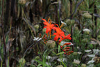 Crocosmia Lucifer