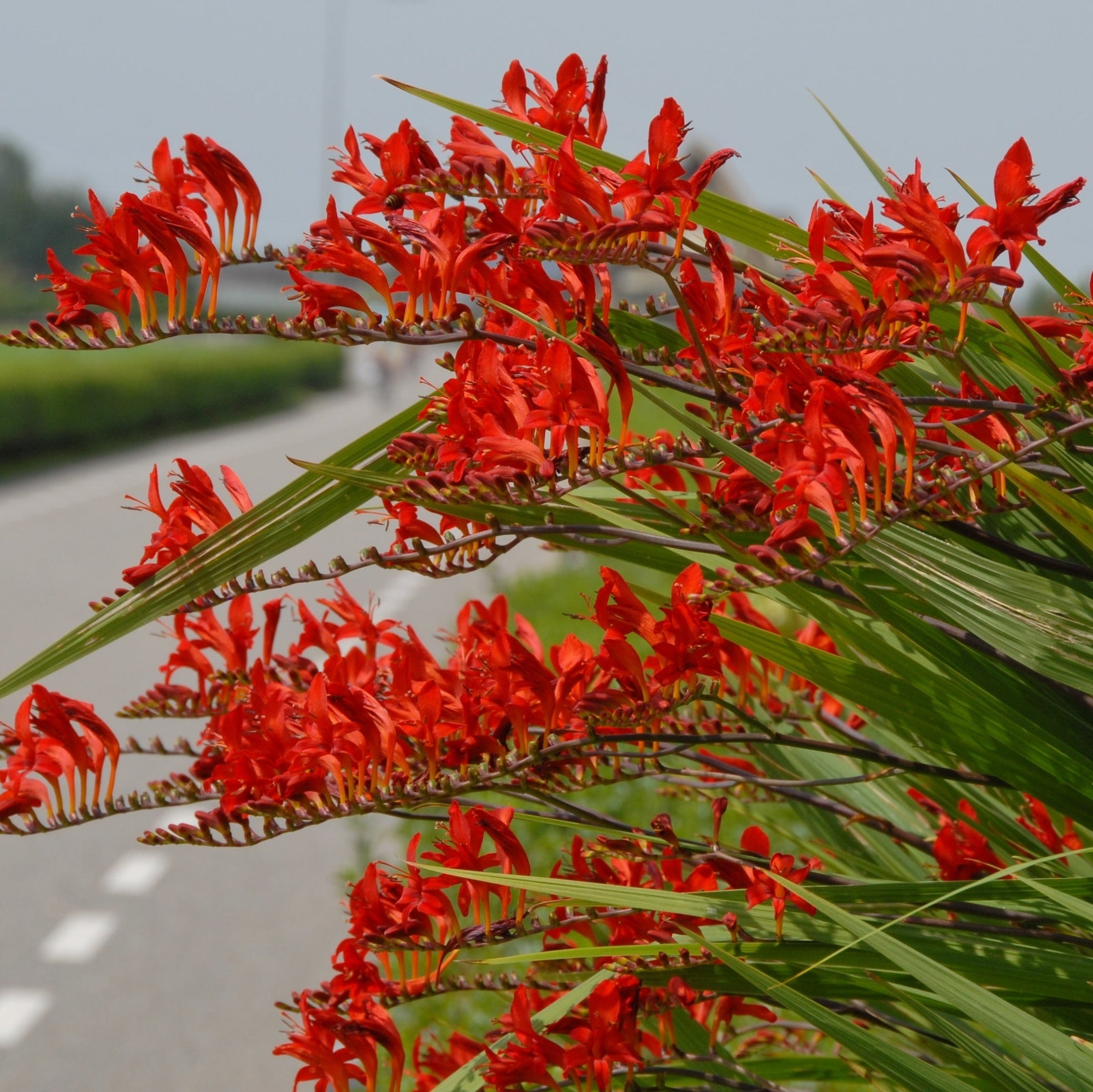 Crocosmia Lucifer