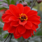 Dahlie Bishop of Llandaff