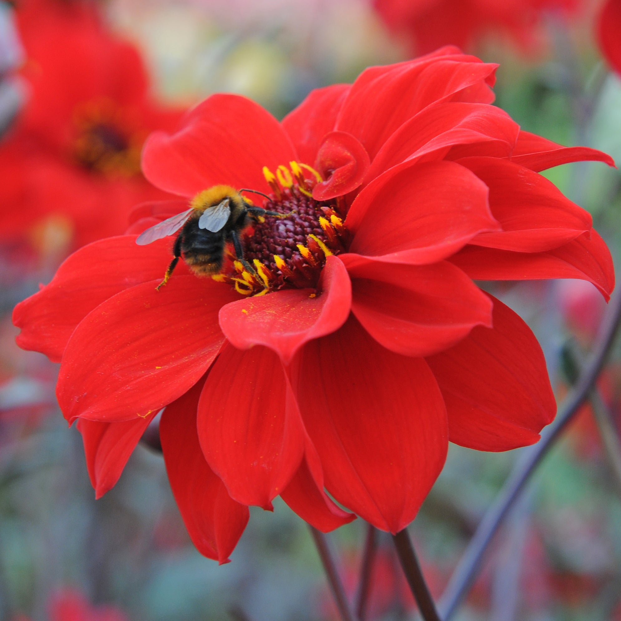 Dahlie Bishop of Llandaff