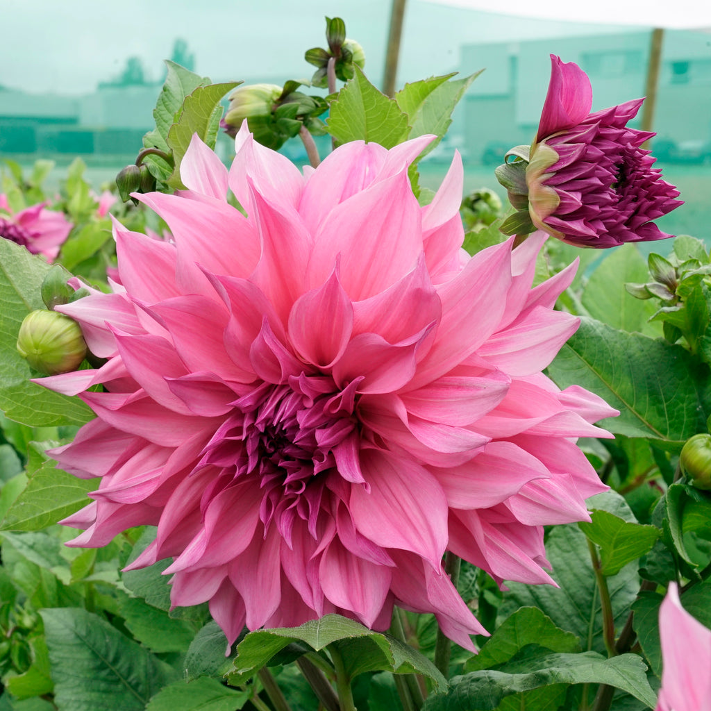 Dahlie Café au Lait Rose