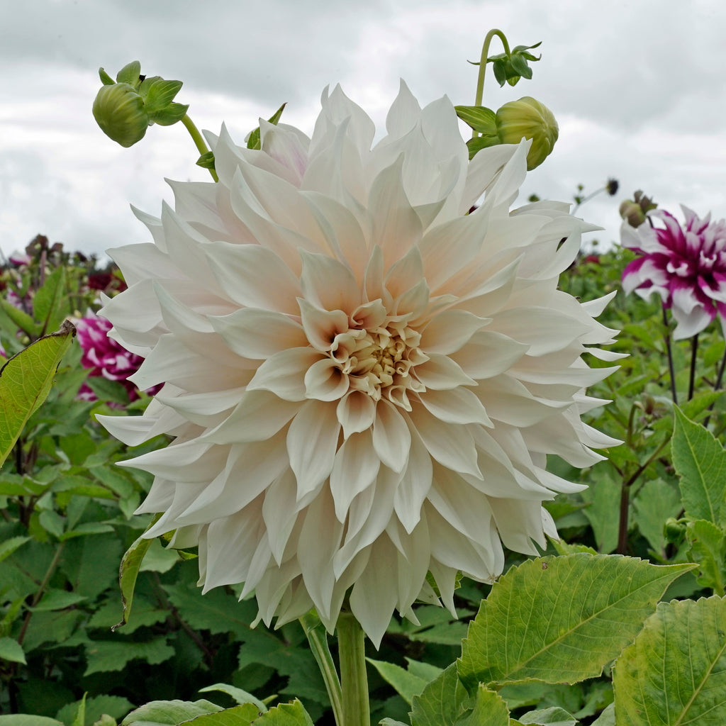 Dahlie Café au Lait