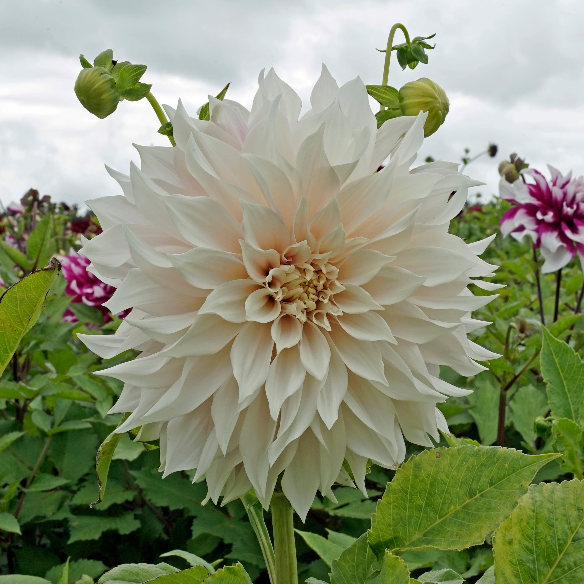 Dahlie Café au Lait