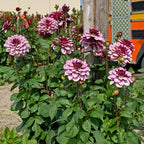 Dahlie Crême de Cassis